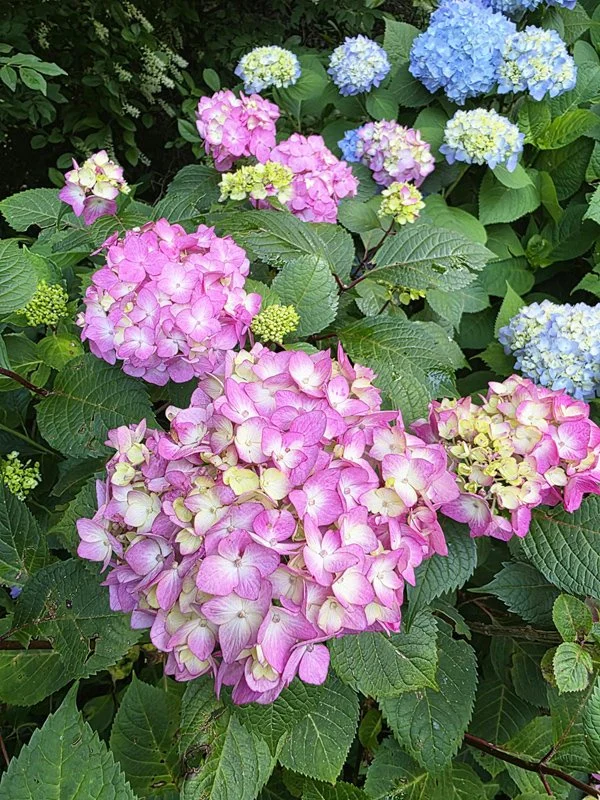 Create a Colorful Garden with Hydrangeas