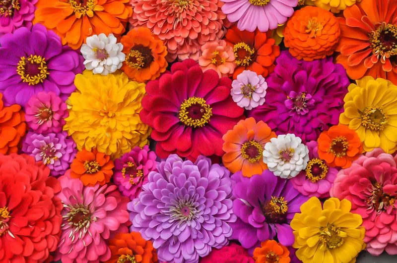 The Creative Gardening Life