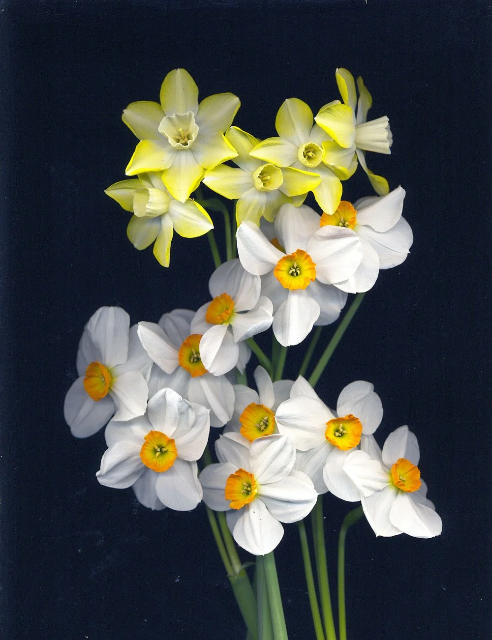 Plant an Early Spring Garden in Autumn