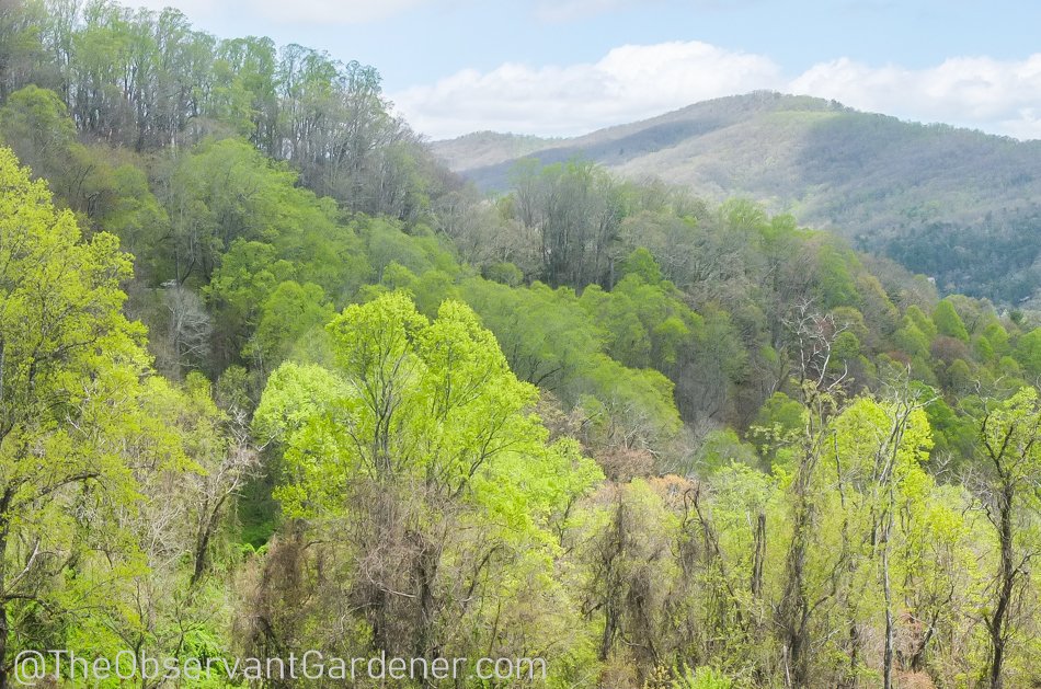 Early Spring in the Mountains — The Observant Gardener
