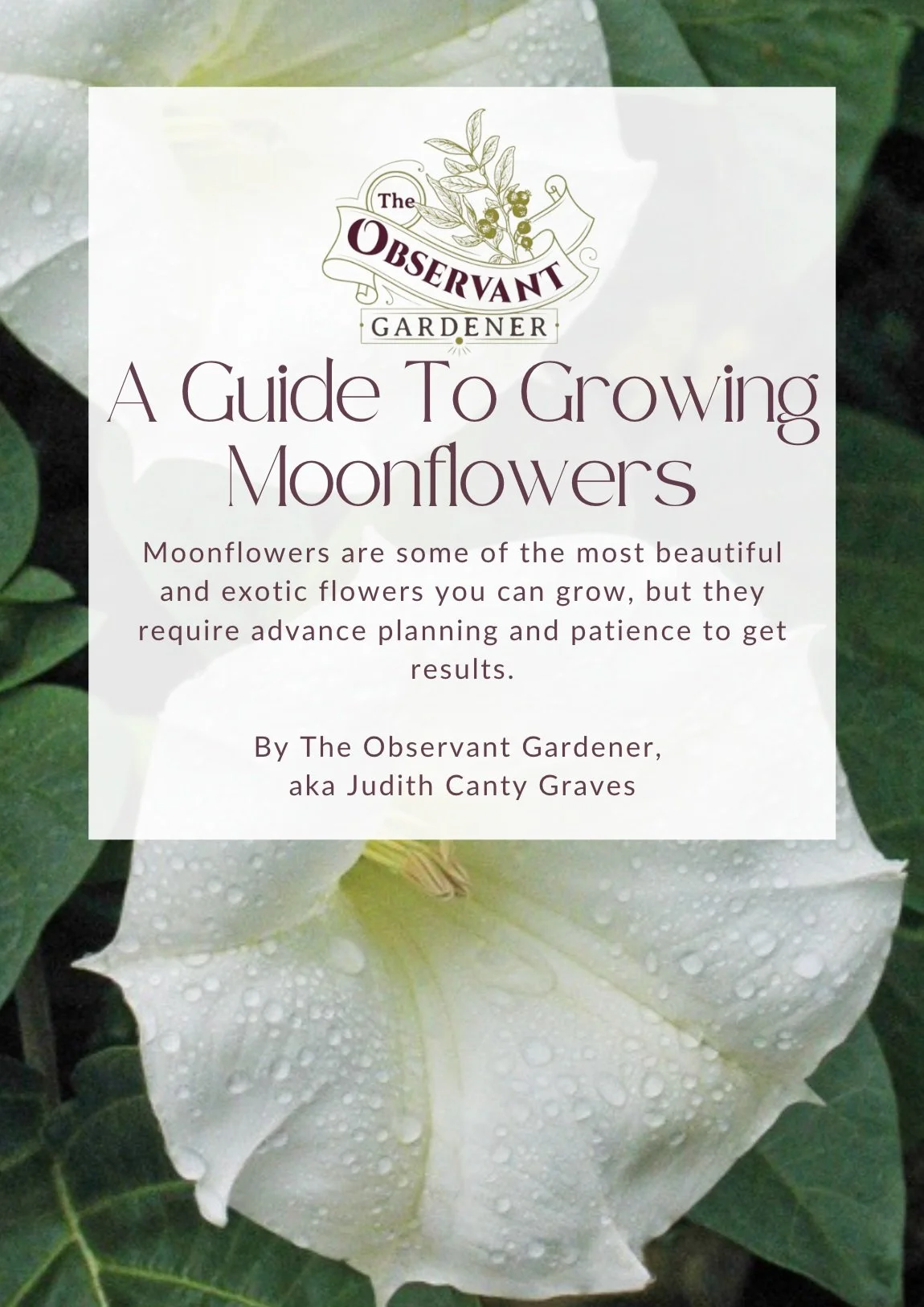 Cover of A Guide To Growing Moonflowers