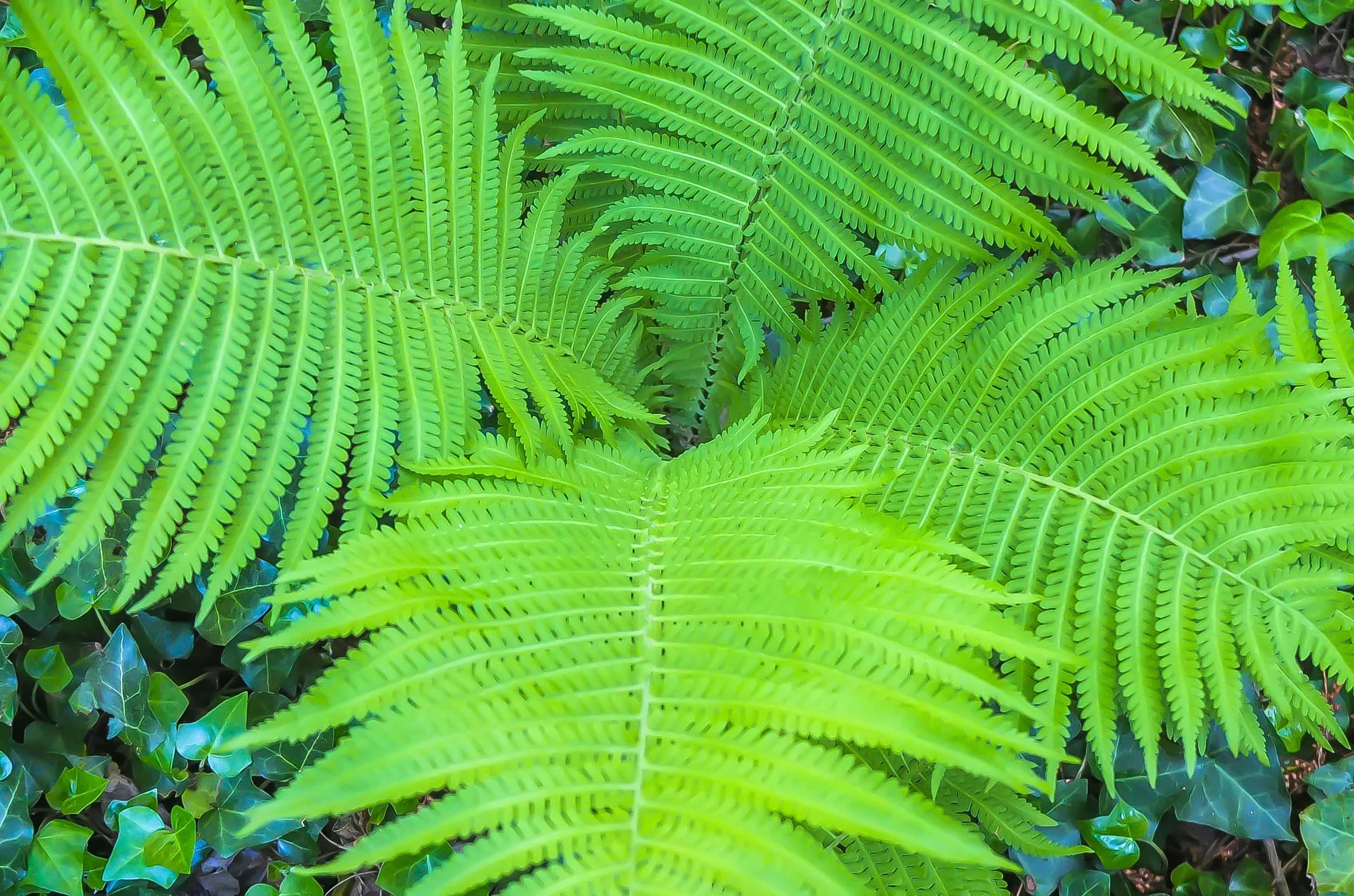 FERNS