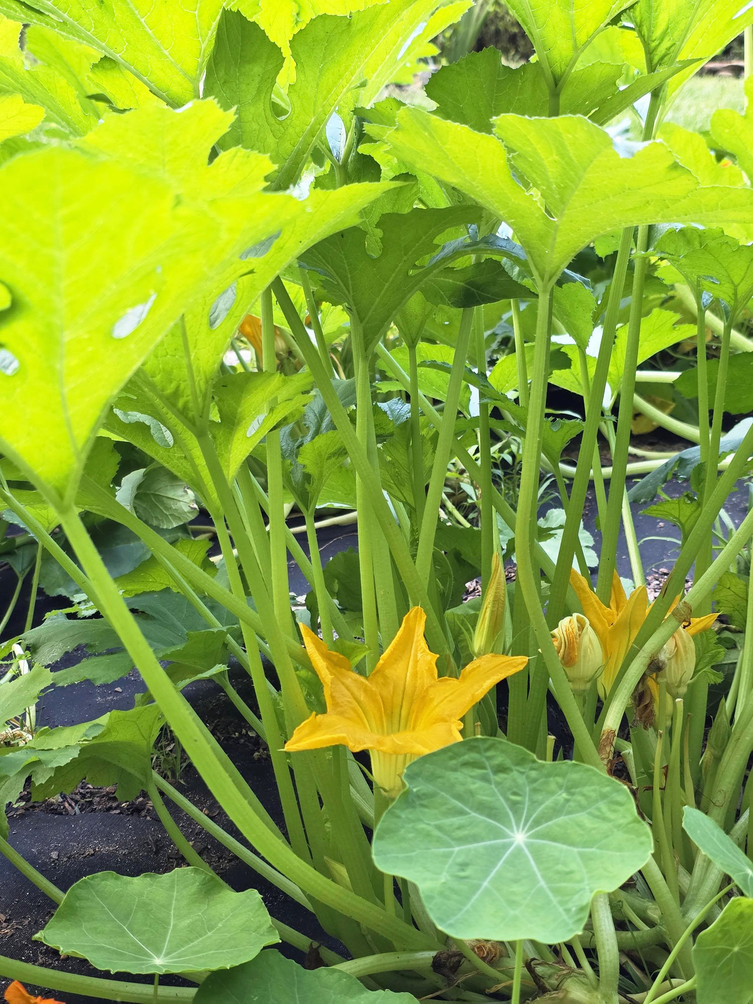 A large yellow squash blossom appears under a canopy of squash leaves