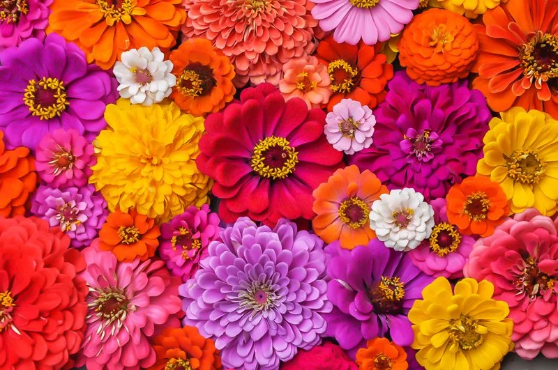 This photo shows a collage of many zinnias of different shapes, sizes, and colors.