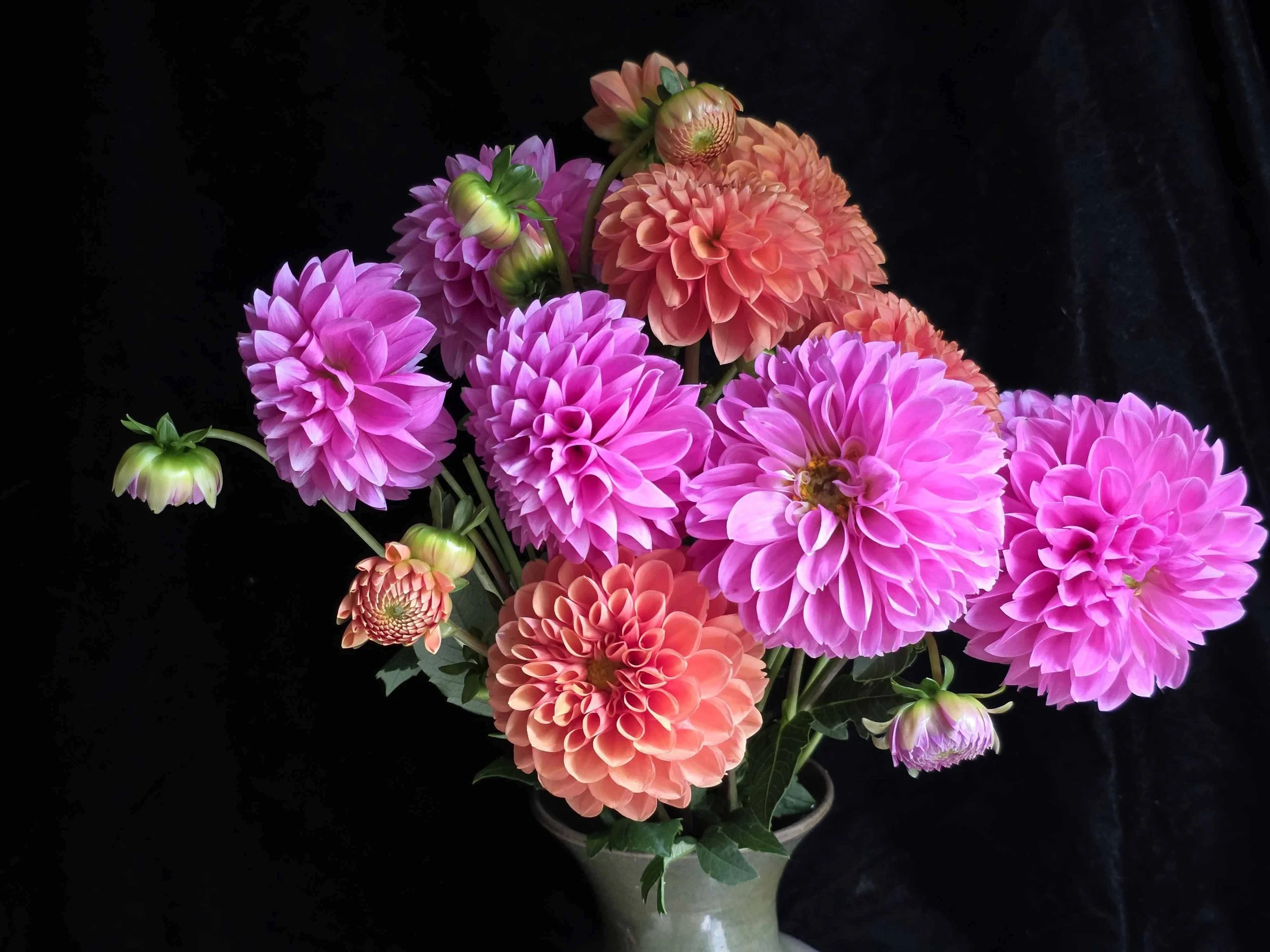 This image shows an arrangement of beautiful pink and orange dahlia blooms.