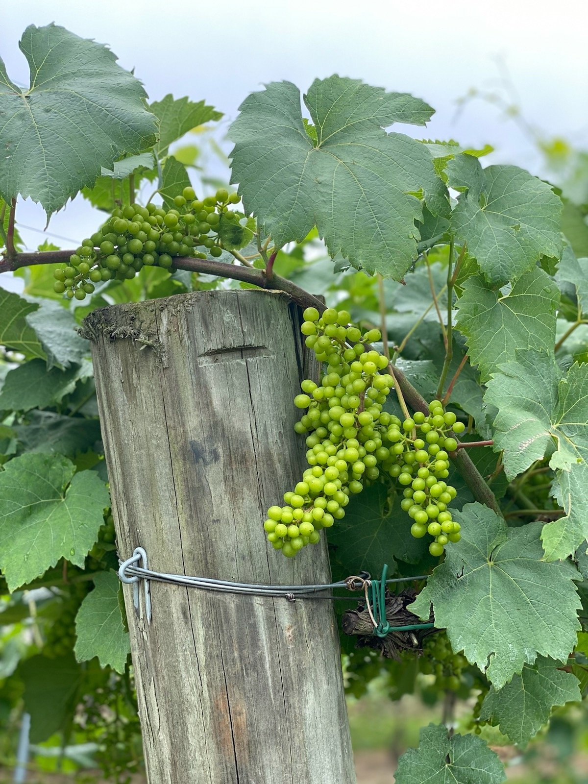 AwardWinning Winery Hendersonville NC Marked Tree Vineyard