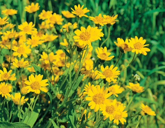 Arnica Arnica is an herb that grows mainly in Siberia and central Europe, as well as temperate climates in North America. The flowers of the plant are used in medicine to assist in treating pain & swelling associated with bruises, aches, & sprains. It is also applied to the skin for insect bites, arthritis, muscle & cartilage pain, chapped lips, and acne.