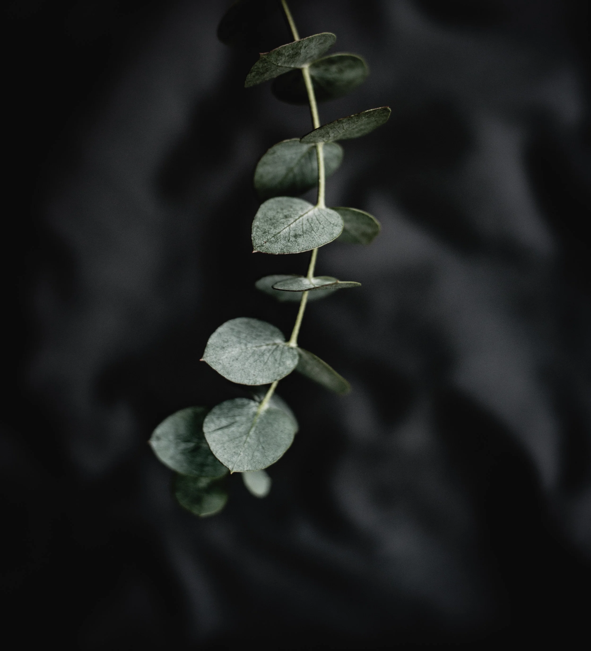 Eucalyptus Native to Australia, Eucalyptus has been used to treat health conditions for thousands of years. reduce symptoms of coughs, colds, & congestion. It also features in creams and ointments aimed at relieving muscle & joint pain.
