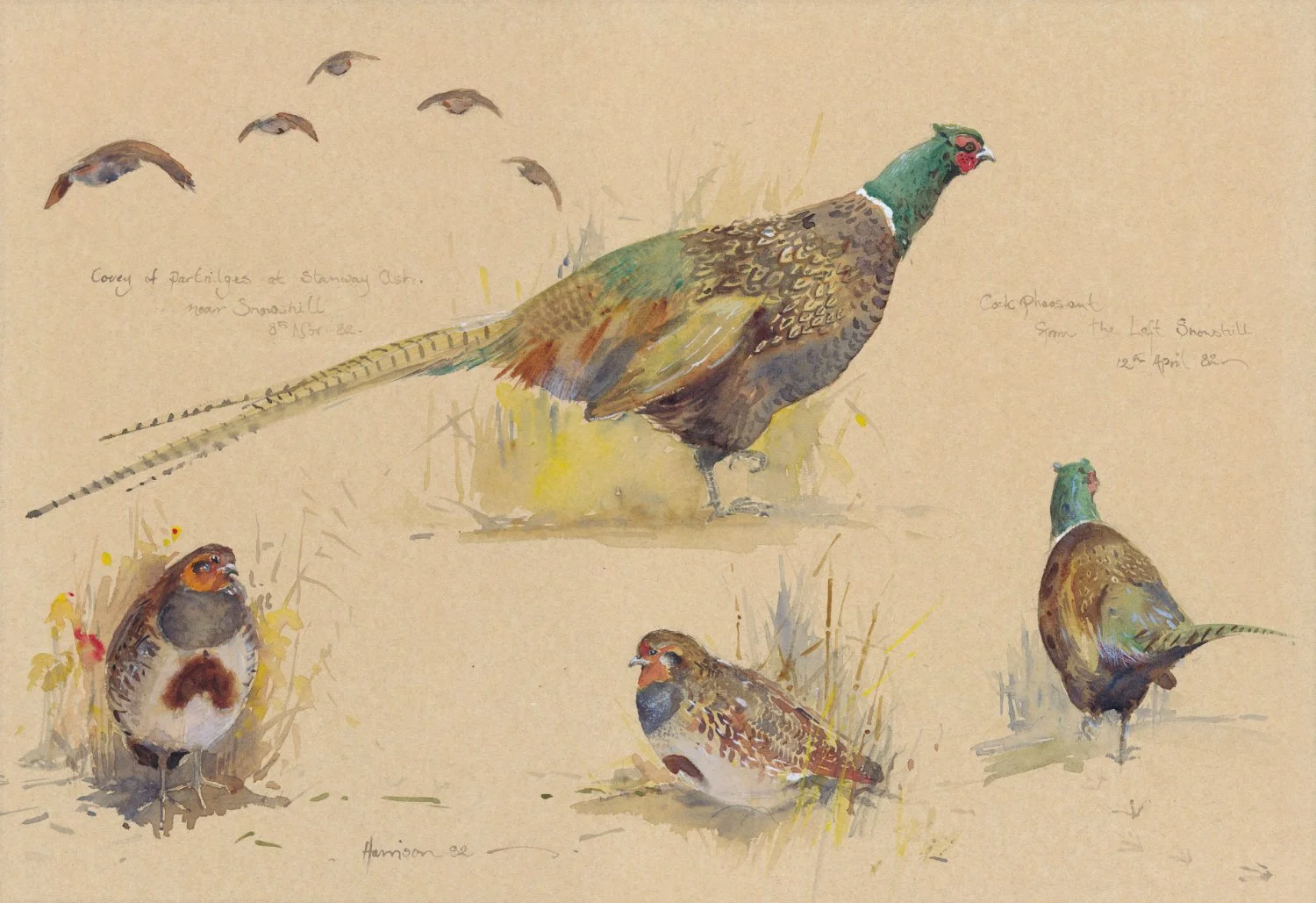 Pheasants and Partridges Michael Henry Harrison ~ 50 Limited Edition Prints