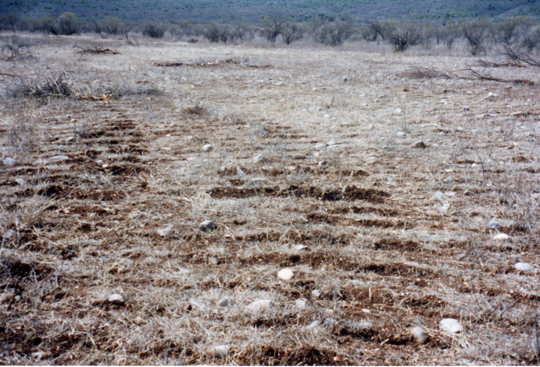 Ground after the use of the Chopper Blade