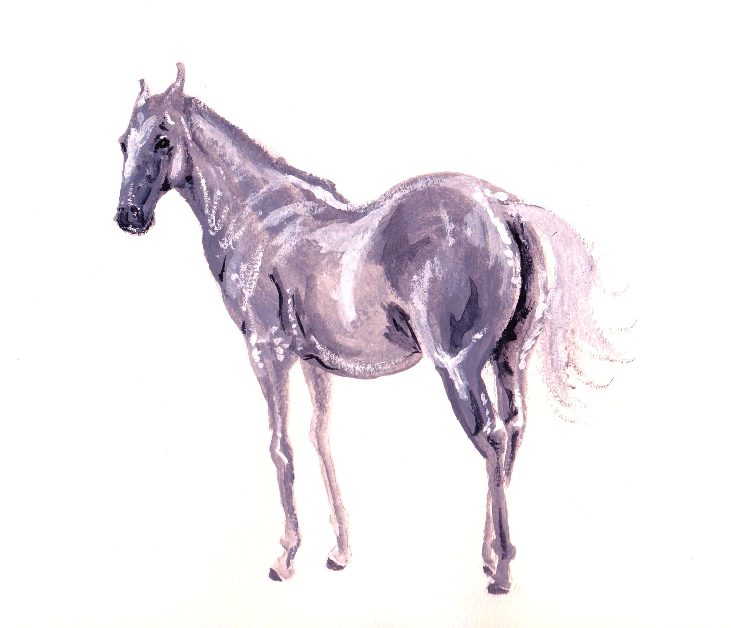 editedgreyhorse1.jpeg