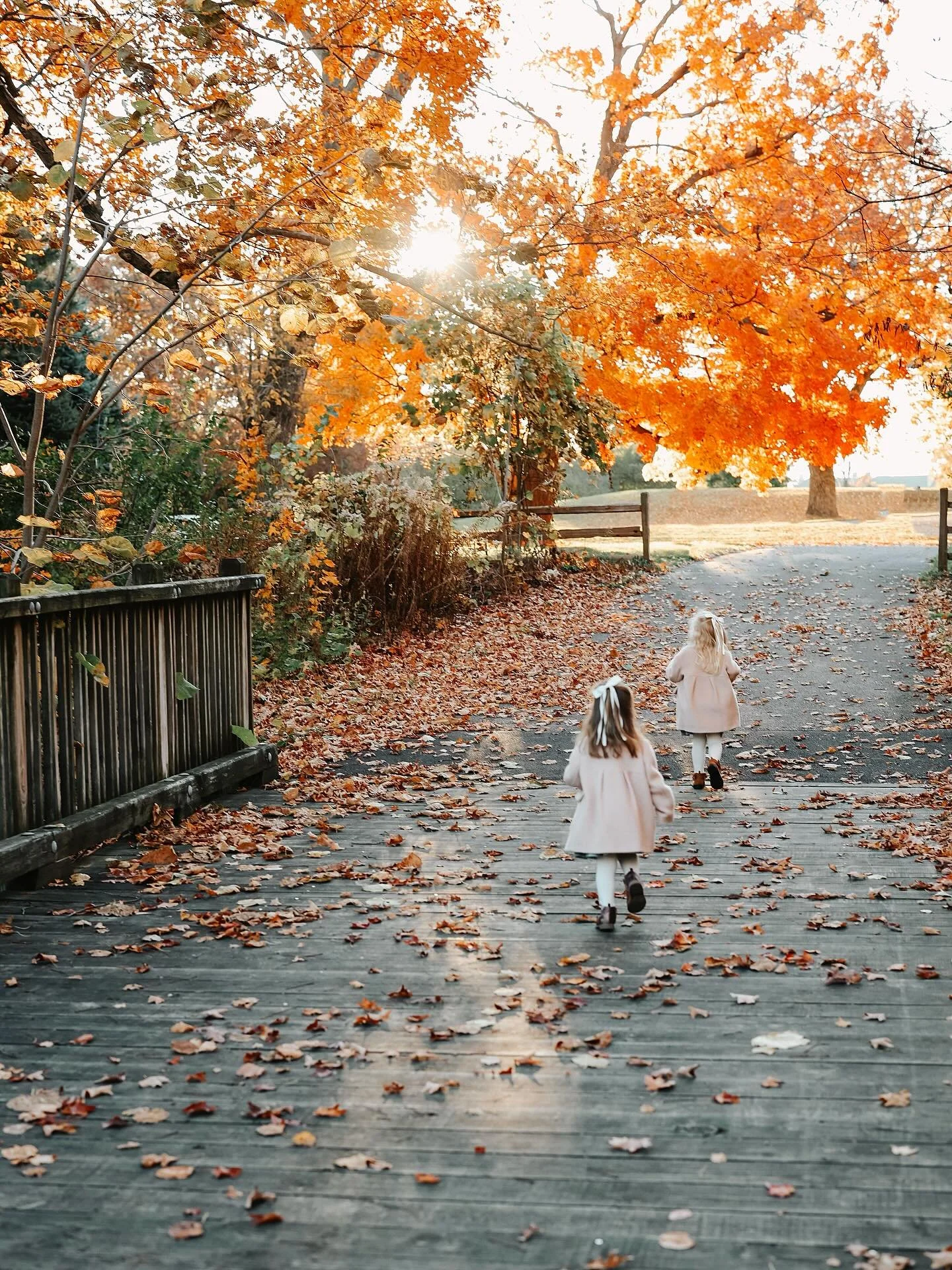 🍂 fall announcements🍂
hi all. target has halloween decorations out already so after my cardiac episode and picking myself up off the floor, figured i should announce minis. if you have a gift certificate and have not yet scheduled your session, now