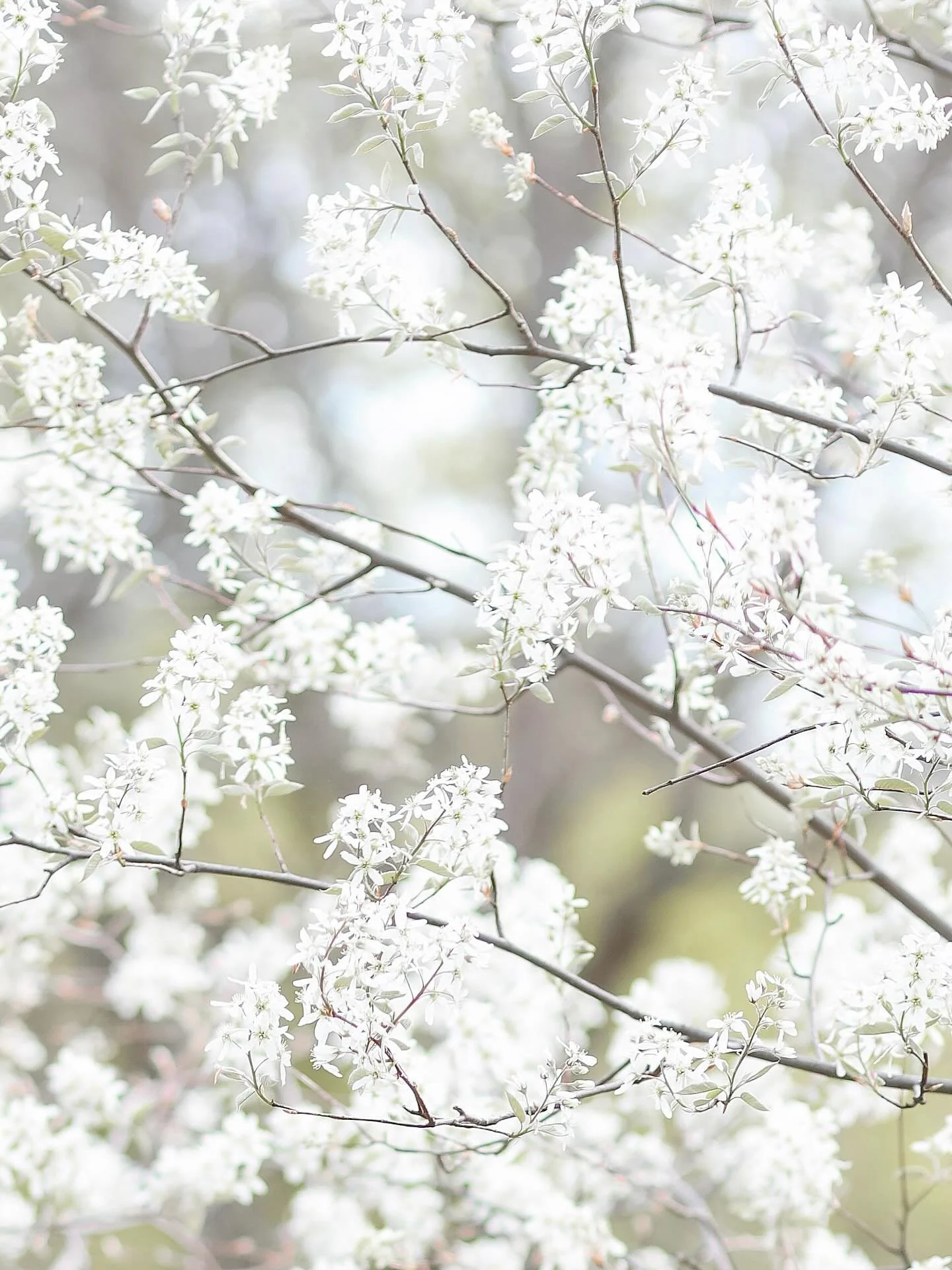 i had a sixth grade math teacher that would yell &ldquo;bloom where you&rsquo;re planted&rdquo; every time i tried to ask a question. i think about him often when i see new trees. i hope he is somewhere nice thinking about how i am really bad at math