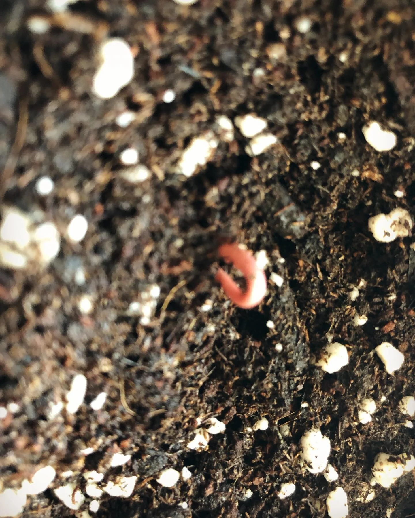 Paw-paw update: