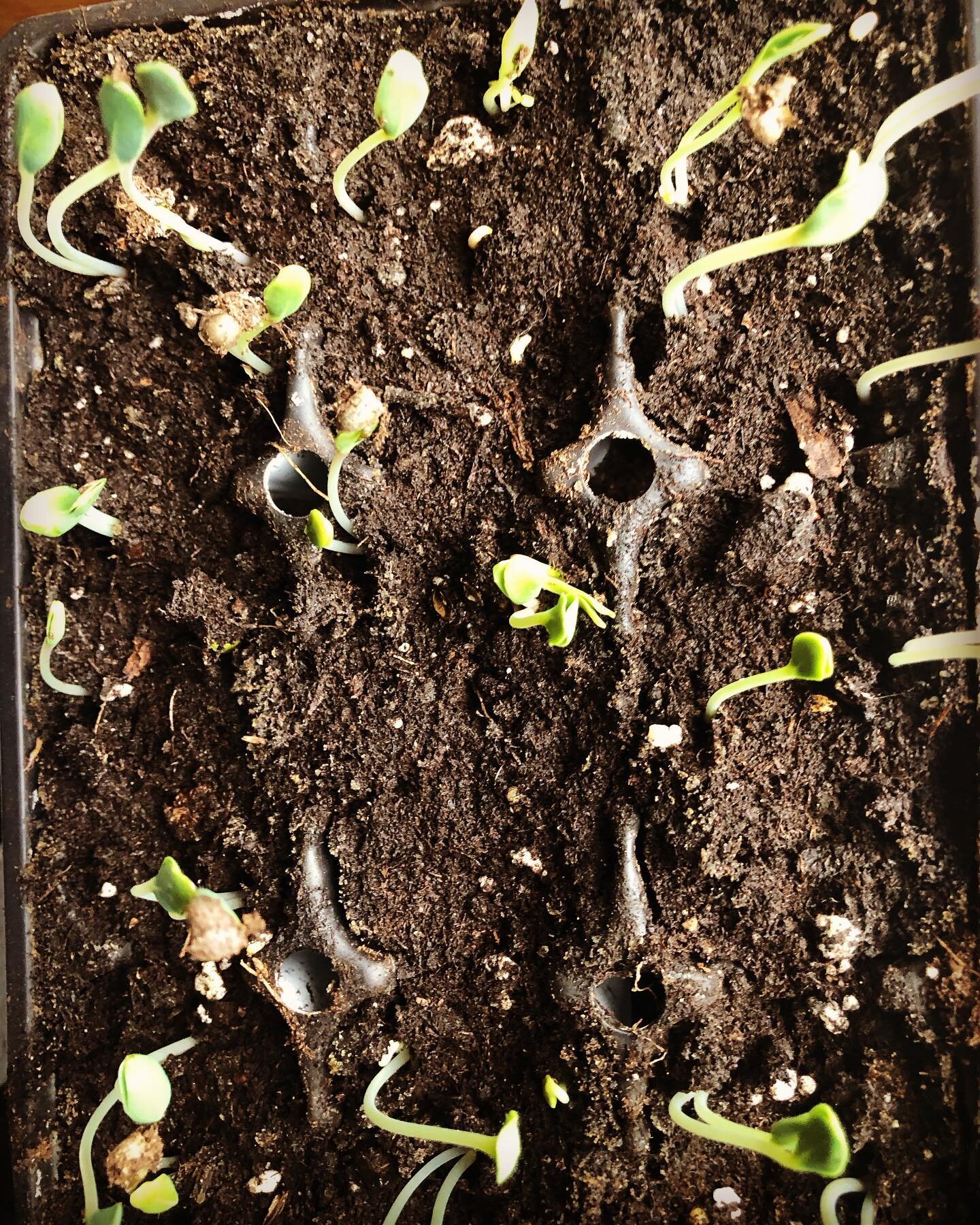 Borage, paw paw, okra!