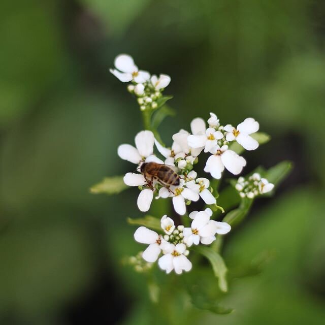 Candytuft grown from seed in the first week of lockdown back in March and a very happy bee 🐝 .
.
. 
#candytuft #homegrown #britishflowersweek #howdoesyourgardengrow #summerflowers #whiteflowers #greenandwhite #floralphotography #honeybees #flowersfo