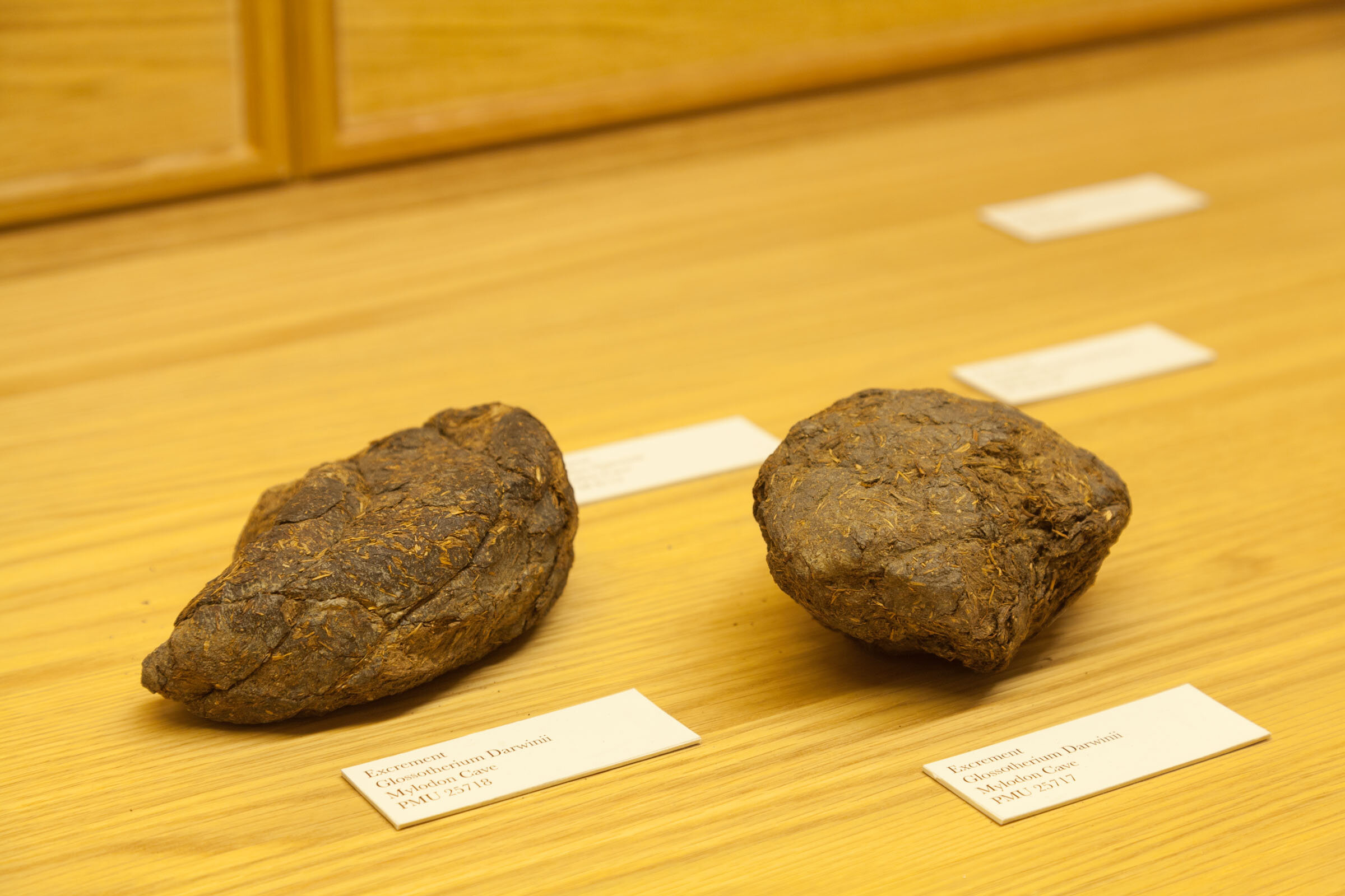 Neomylodon Listai Ameghino @ Evolutionsmuseet - 77 FLAT.jpg