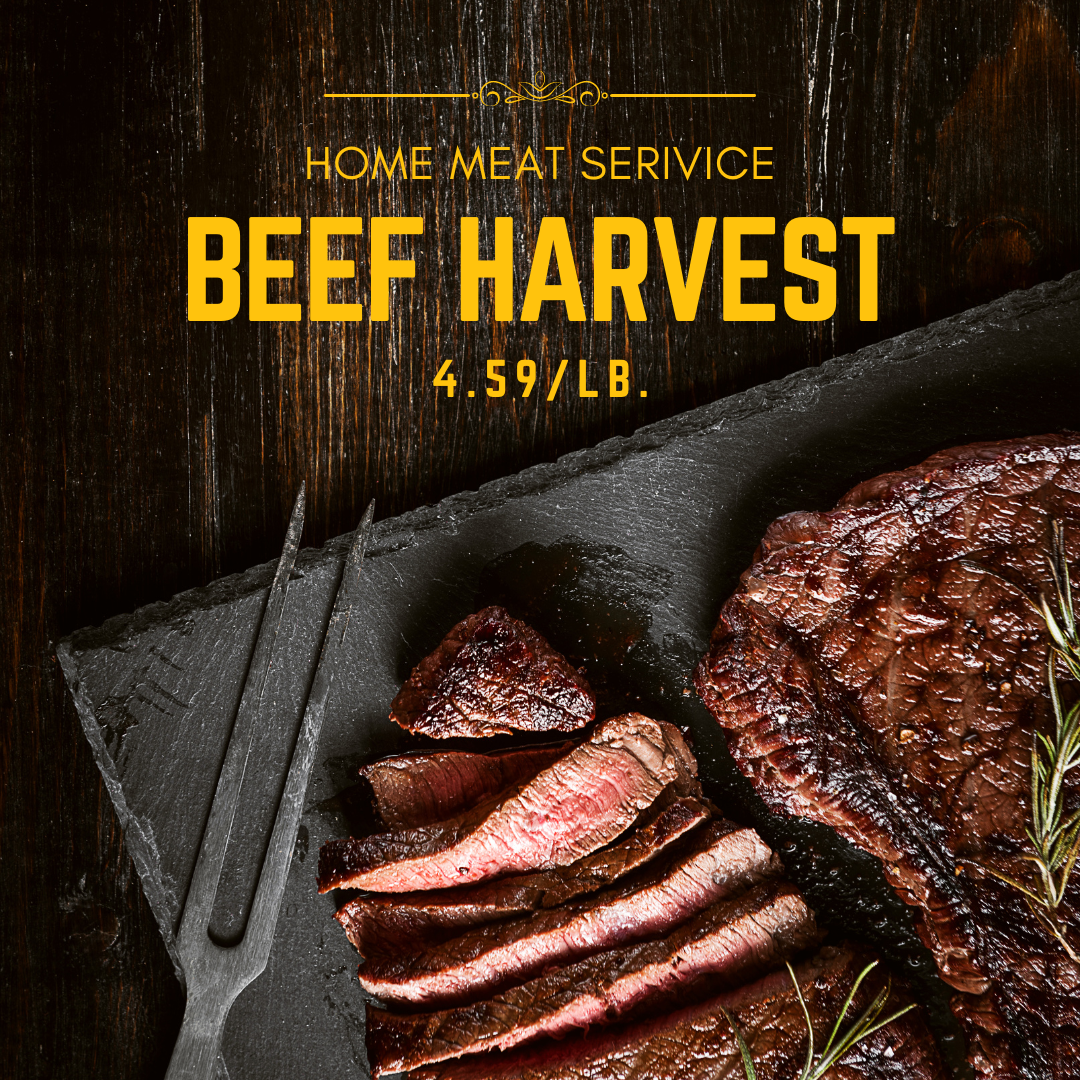 Beef Harvest