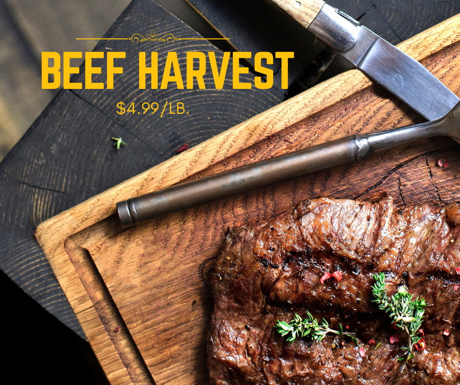October Beef Harvest