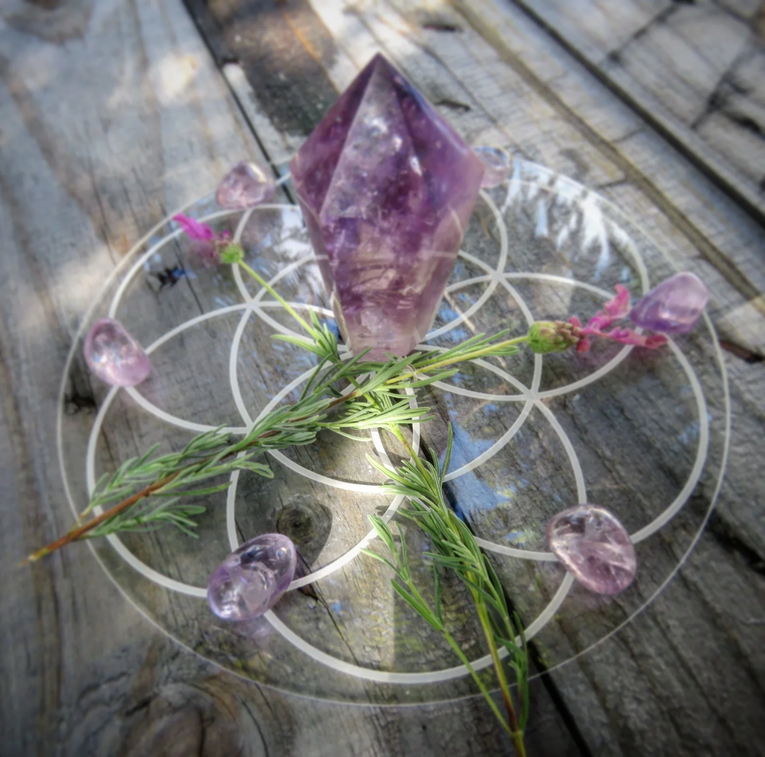 Seed of life Grid needs price 