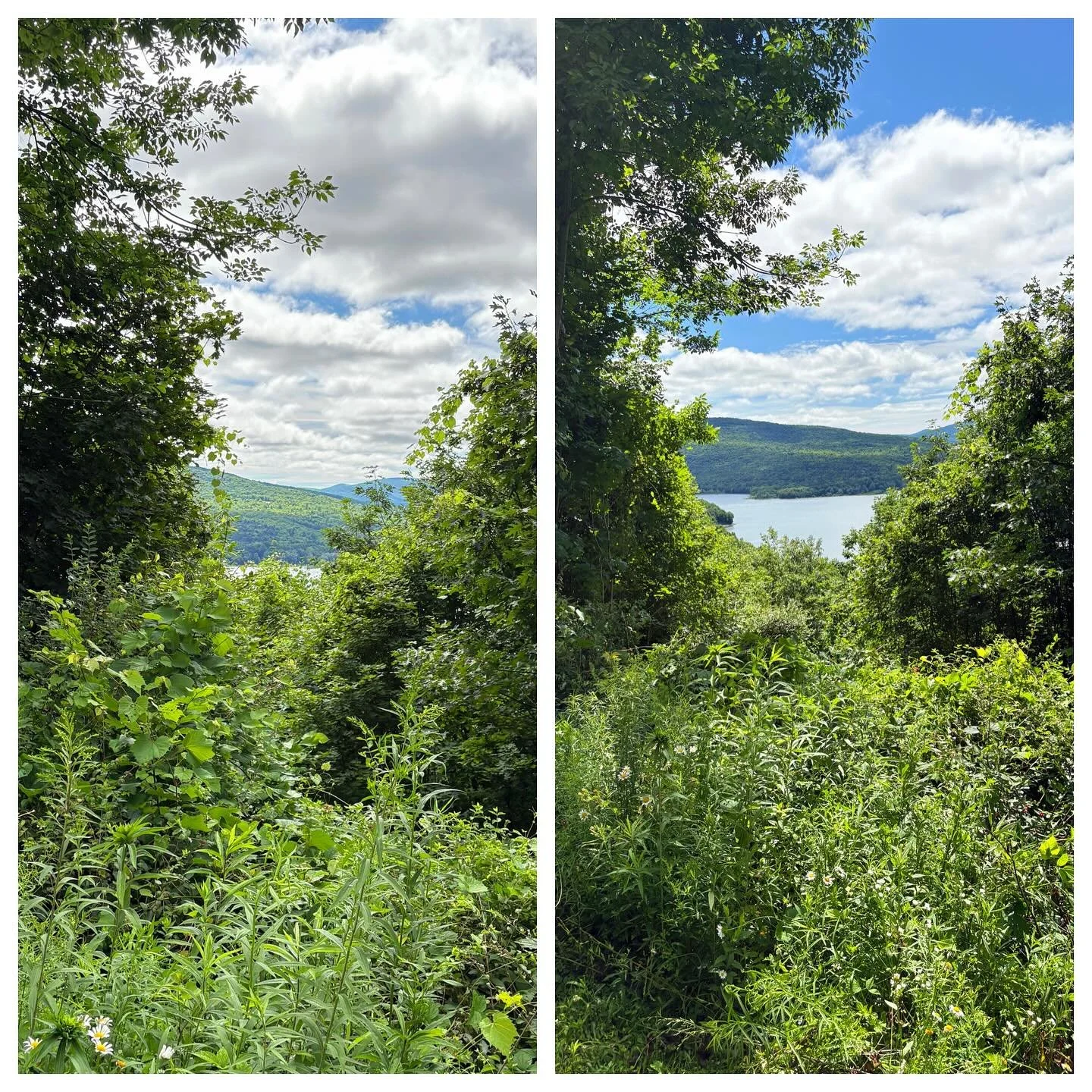 Your forest bathing in the doldrums? 

Is your view corridor feeling cramped?

Call CMW for an instant glow up. 10% off all vibe shifts this week only! 

#cheeky