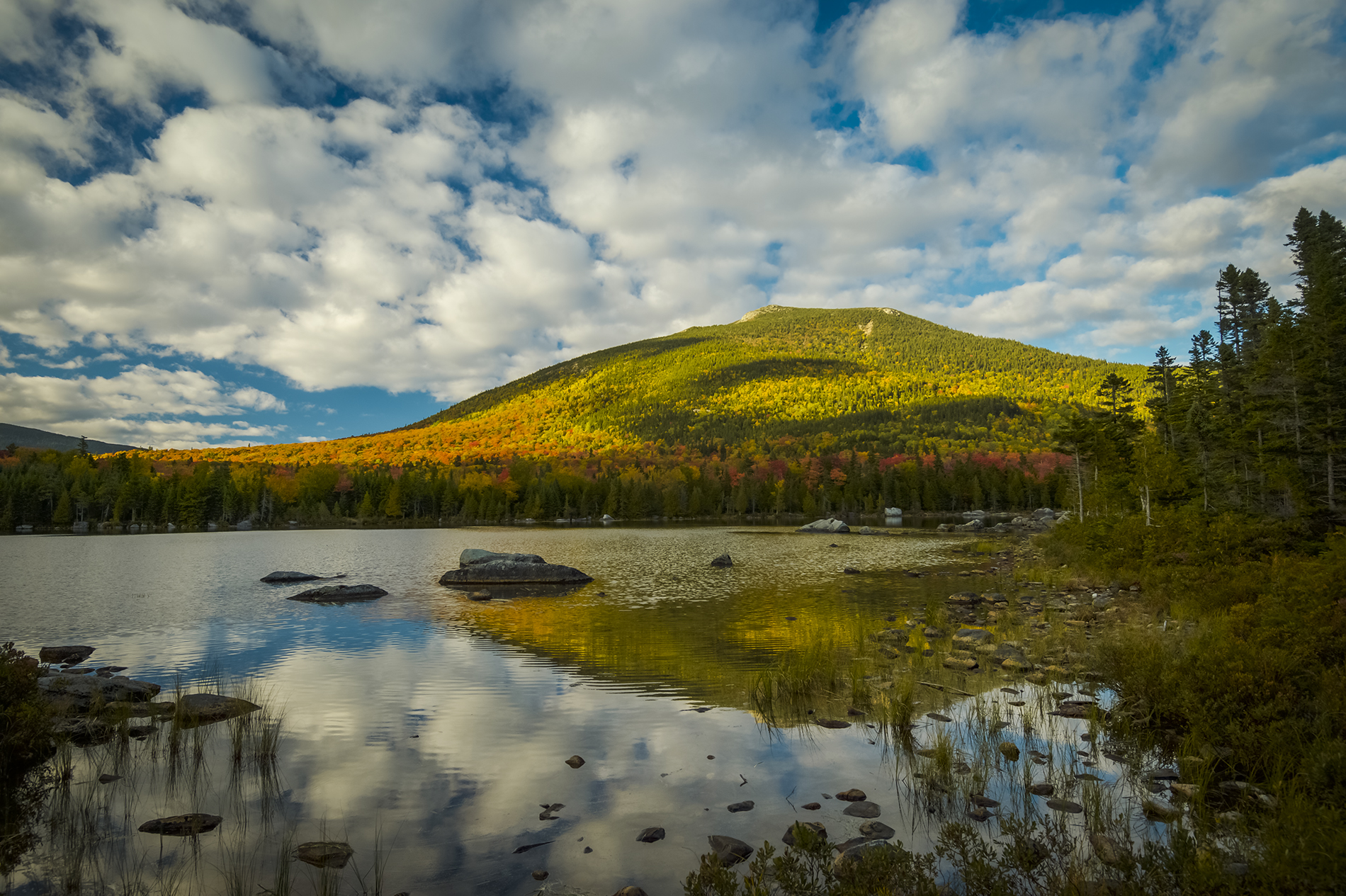 South Turner foliage Gerard Monteux.jpg