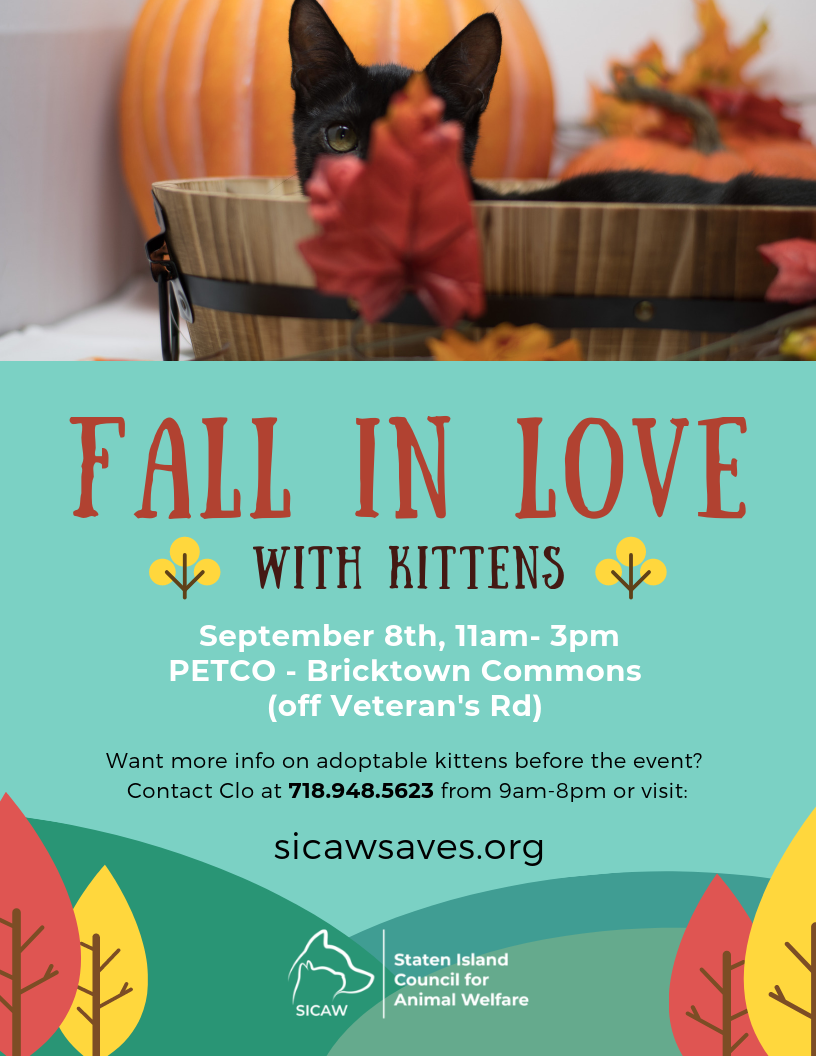 Fall in Love with Kittens