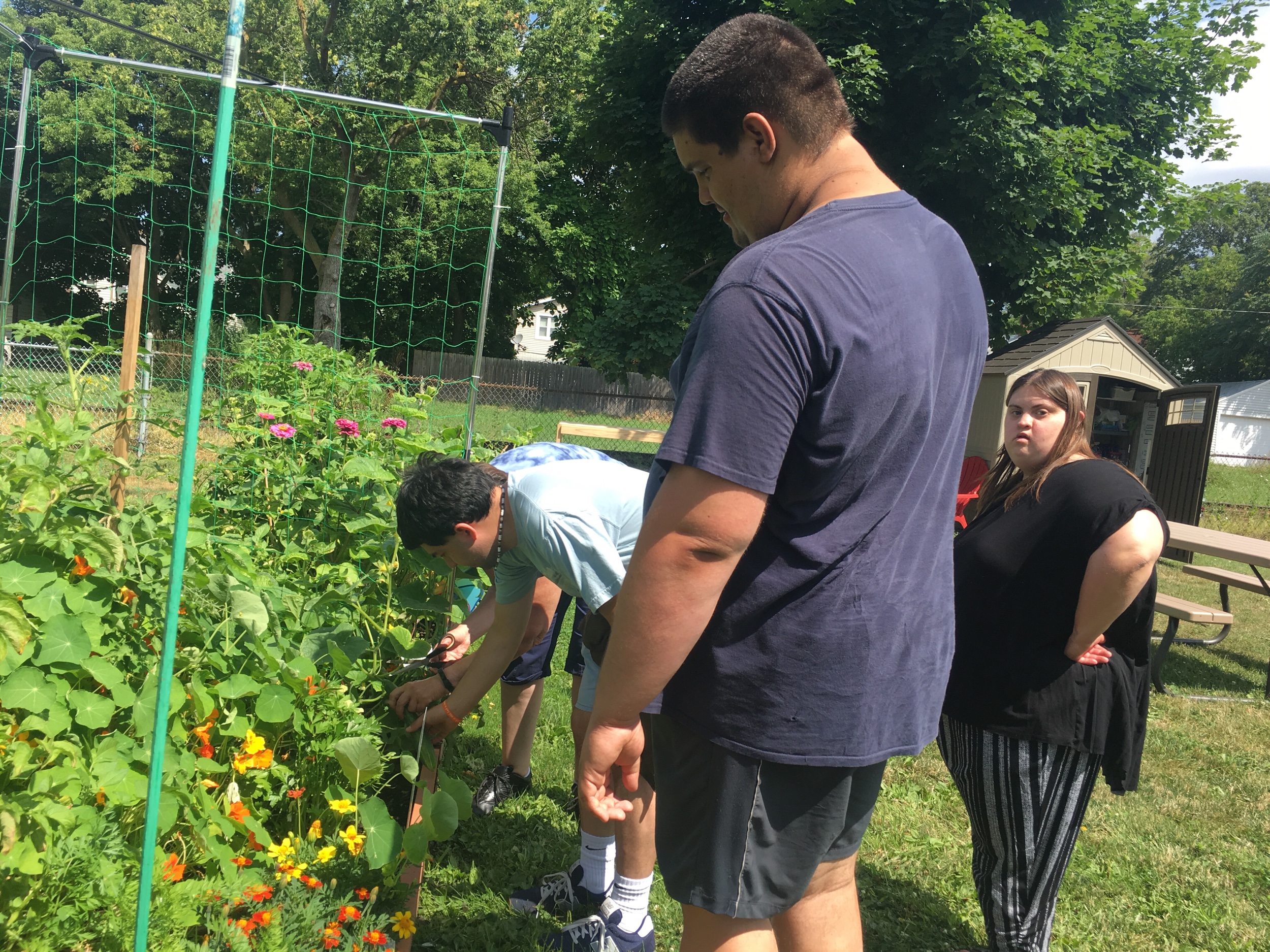Picking cucumber