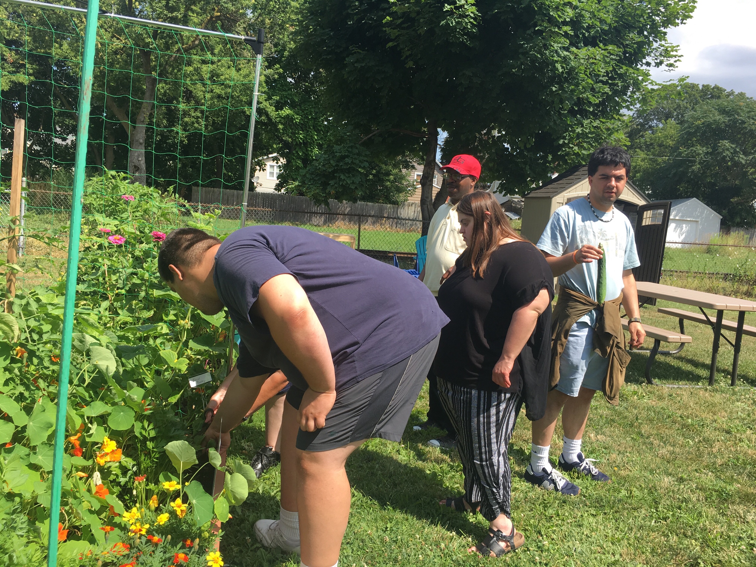 Picking cucumber
