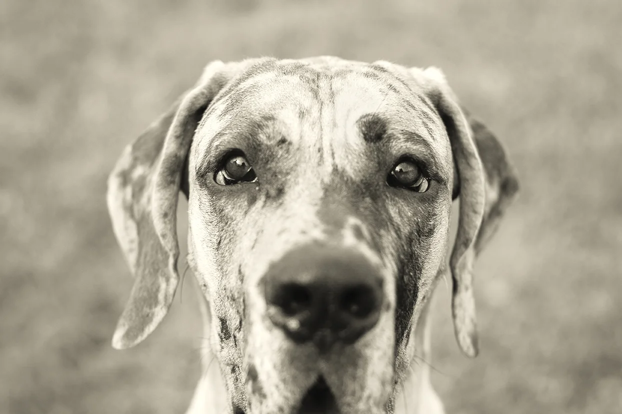 Hemingway_0043_BW.jpg