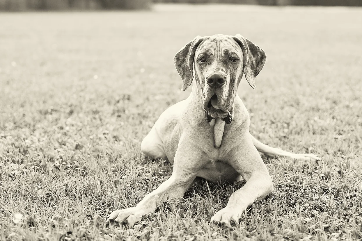 Hemingway_0054_BW.jpg