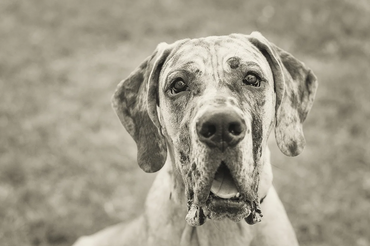 Hemingway_0143_bw.jpg