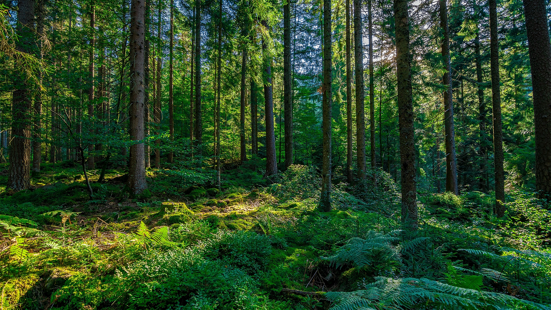 Geoormerkte fondsenwerving: een gemiste kans!