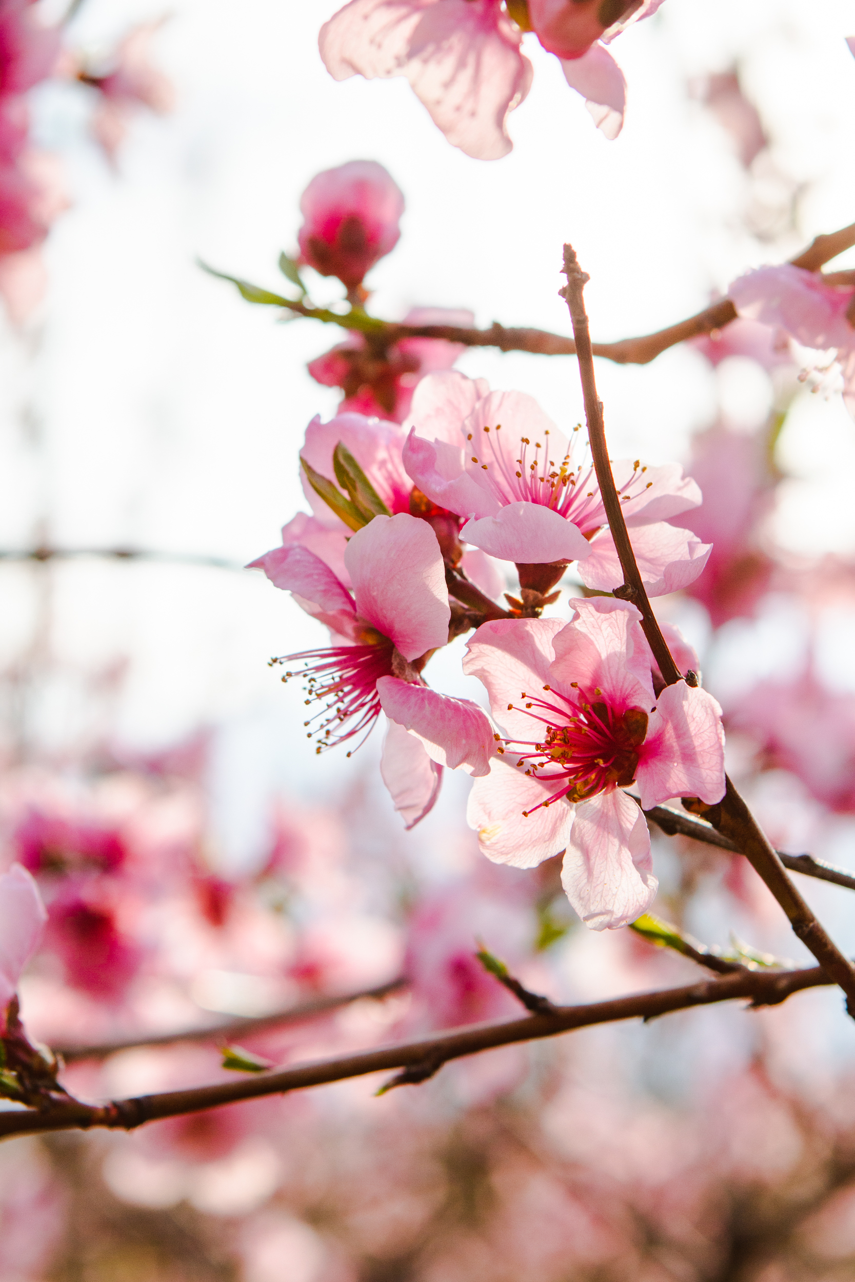 PeachBlossoms.jpg