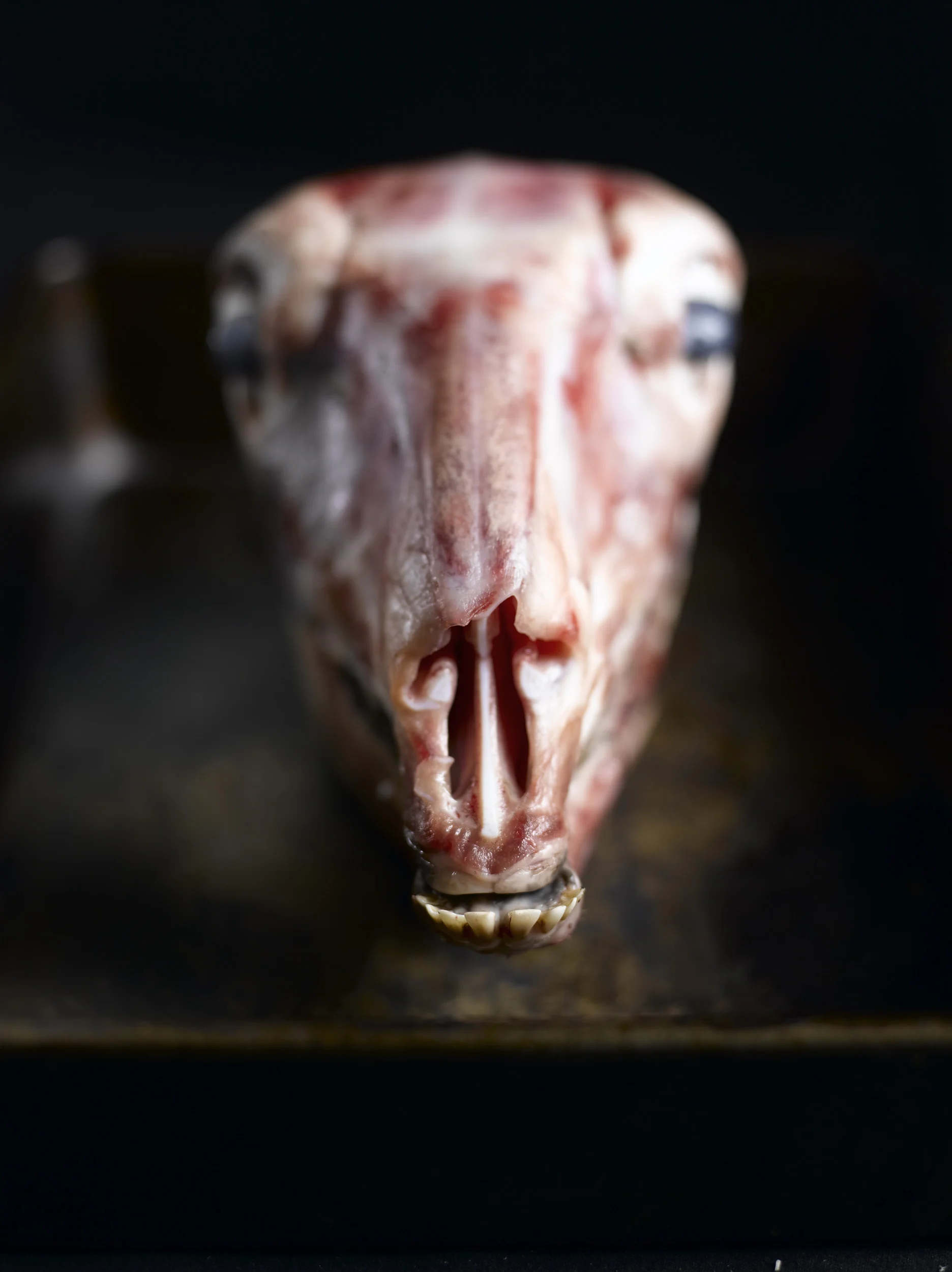 Sheep Head.jpg