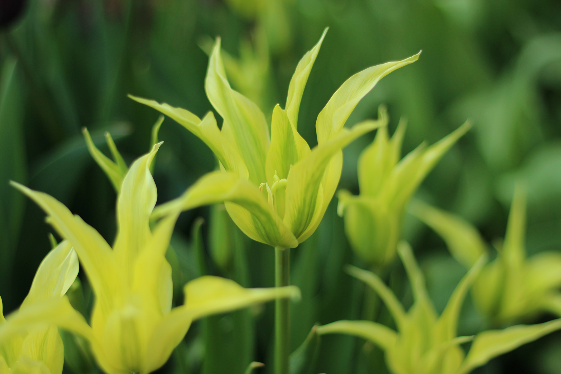 banner-yellow tulip.jpg