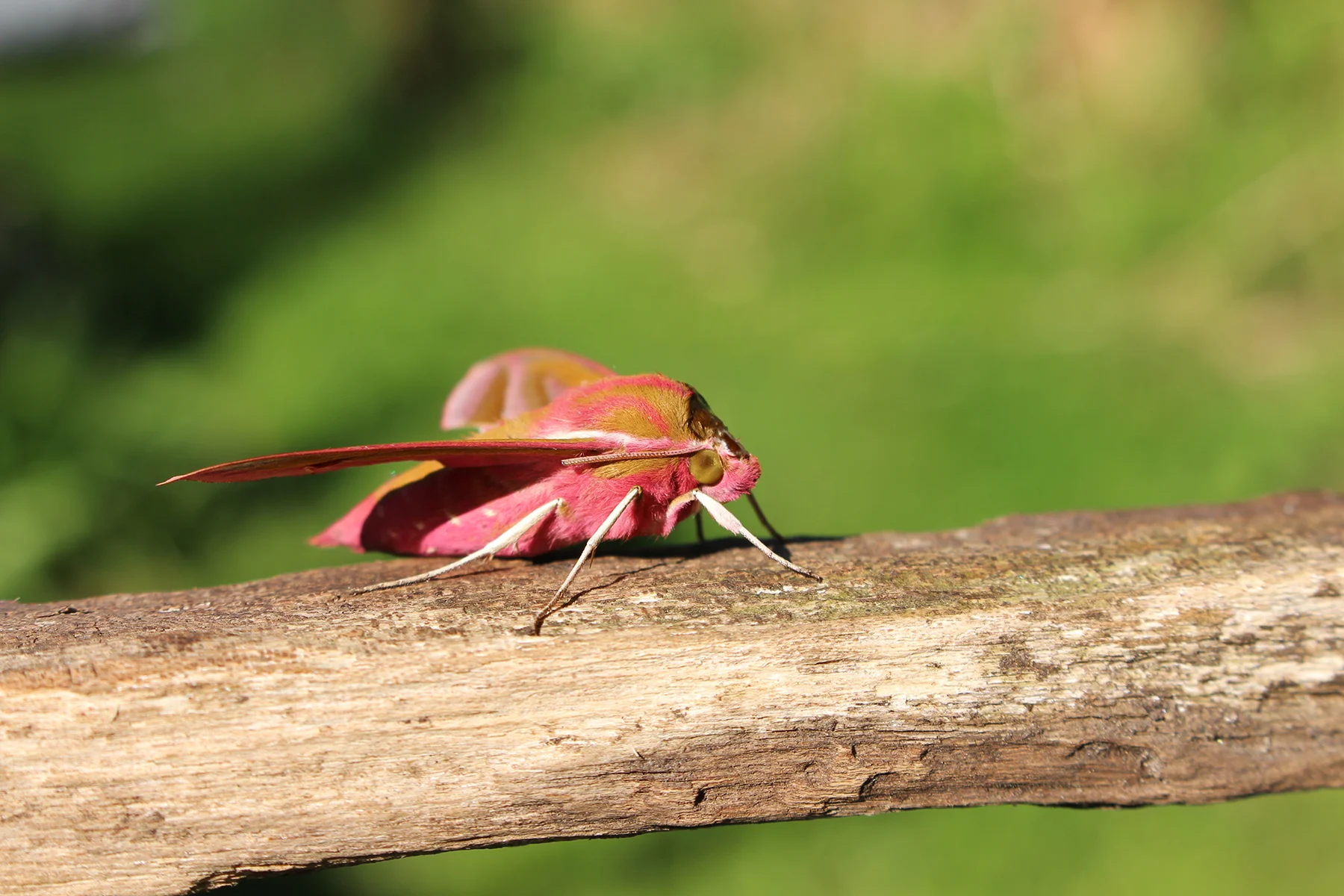 elephant moth.jpg