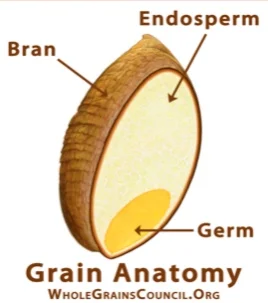 What is the diﬀerence between whole wheat and whole grain?