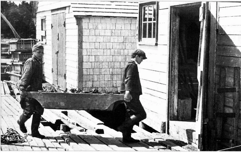 Carrying lobsters into the factory for processing. 1941.