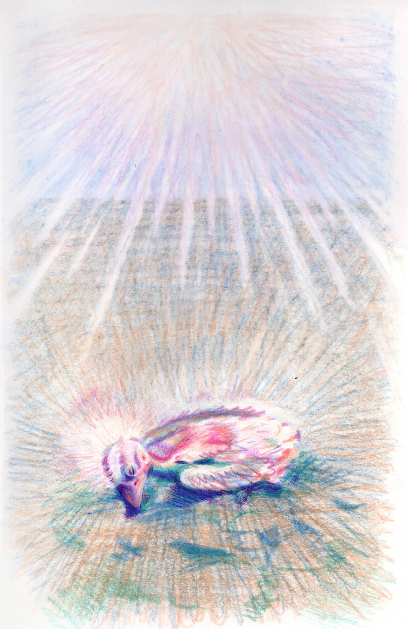 Transformation (Baby Bird Study)