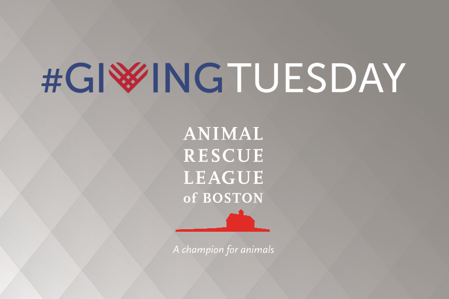 Giving Tuesday Banner.png