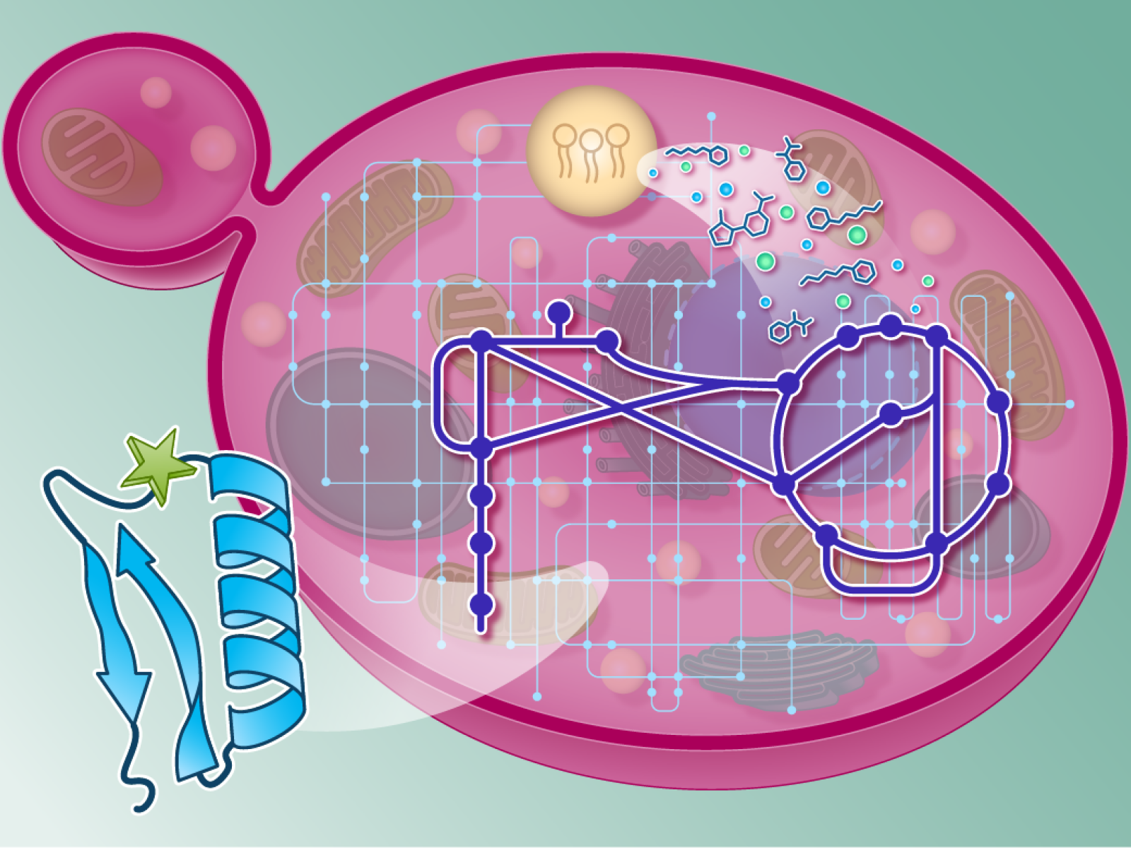 Yeast-proteasome.png