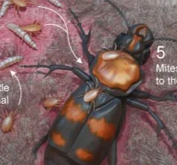burying-beetles.jpg