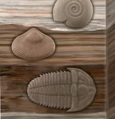 fossil-dating-methods.jpg