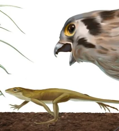 natural-selection-anoles.jpg