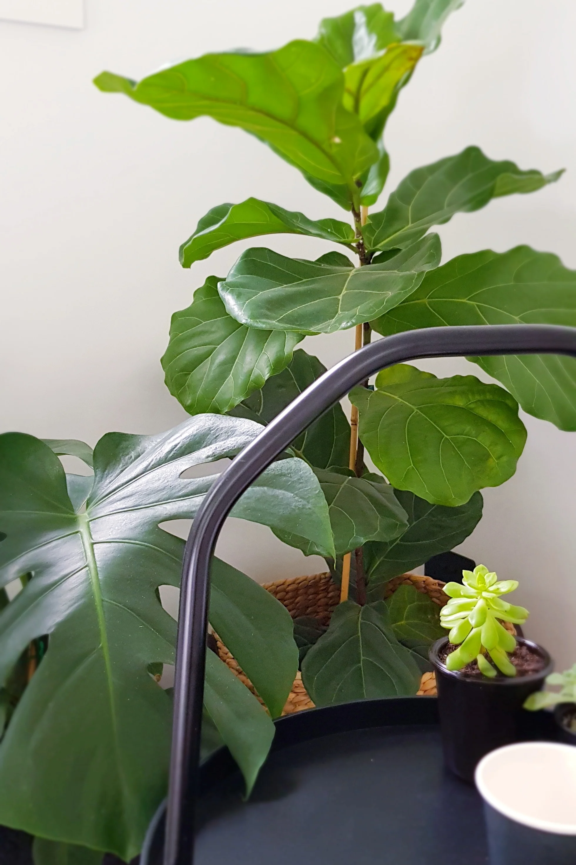 plants.jpg