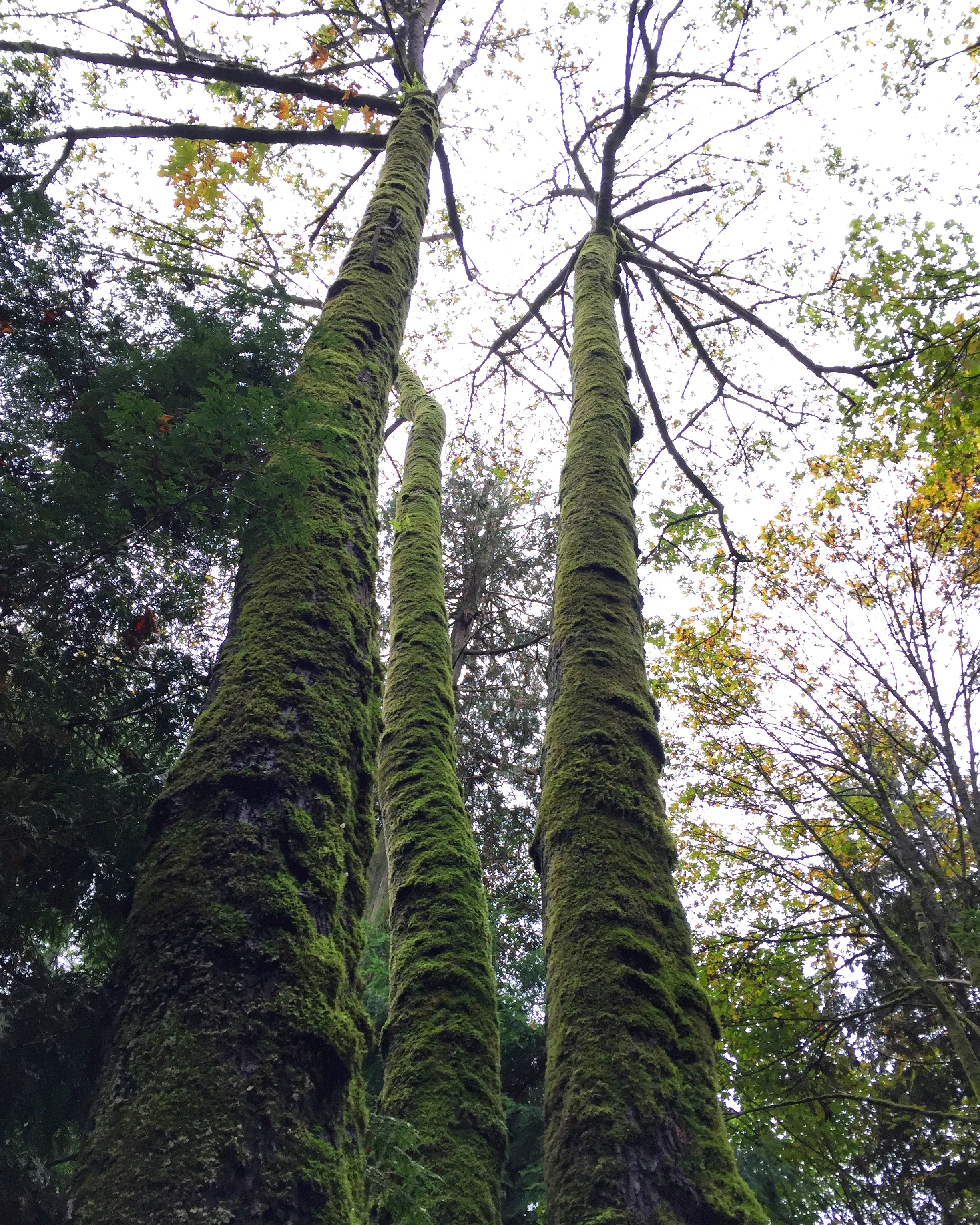 Stanley Park, Vancouver, British Columbia