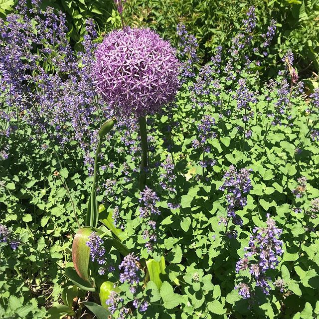 New York spring flowers. Sooo purple! 💜