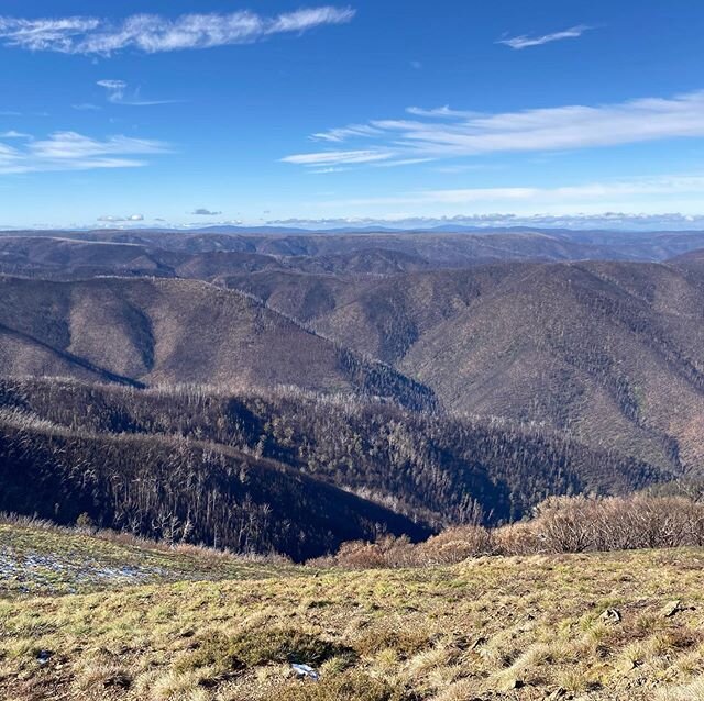 Went for a 4wd at Blue Rag yesterday. If anyone wants a reminder of the devastation this years fires caused, have a look at this area. The entire hour trip was driving through burnt forests. Amongst the devastation were little reminders of life. I&rs
