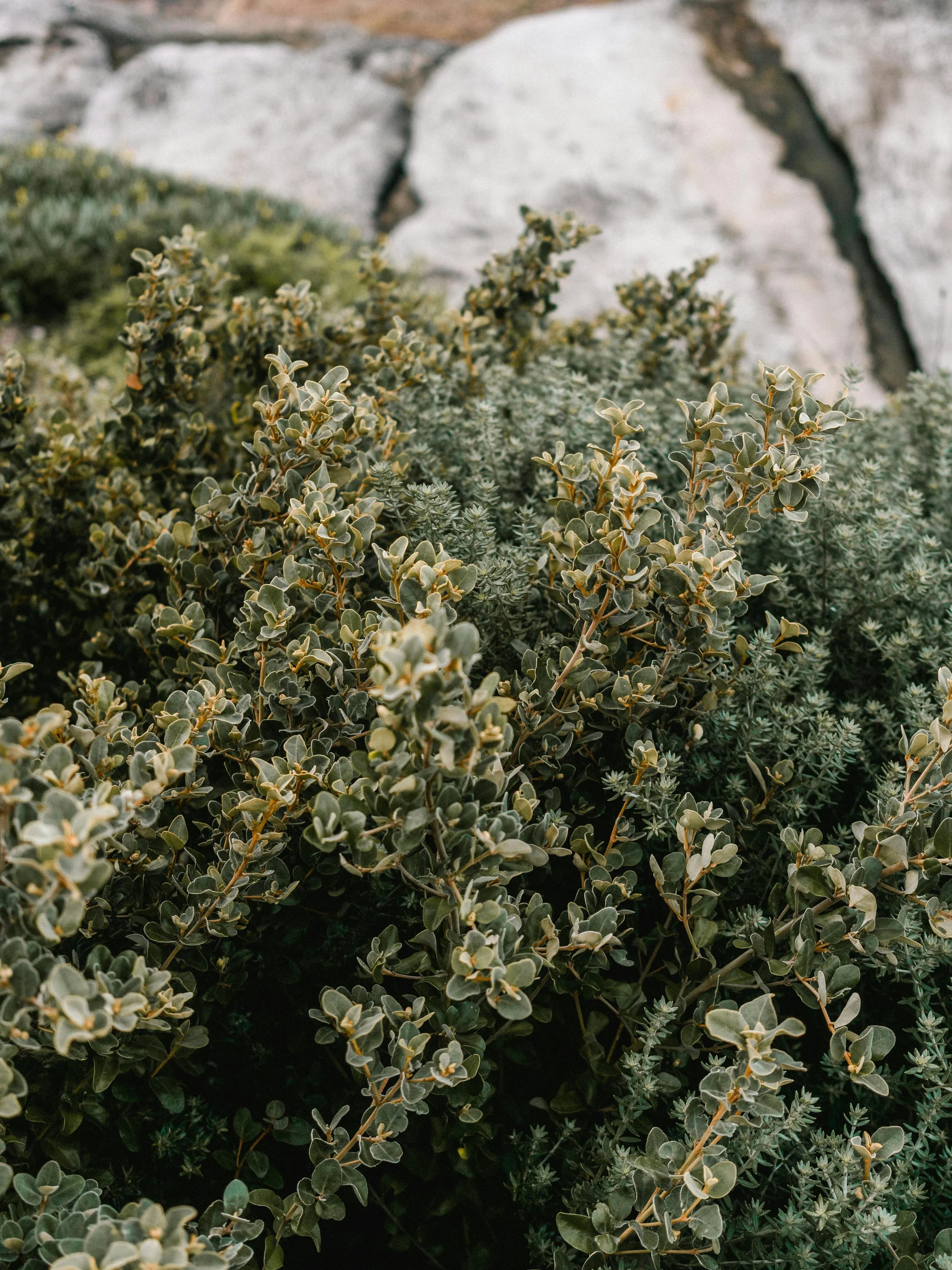 pexels-matthardy-2109754.jpg